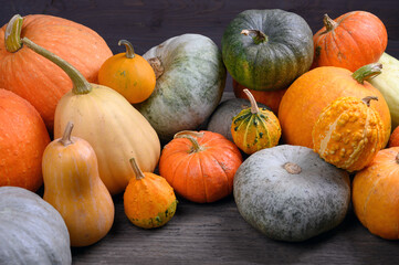 Autumn harvest colorful squashes and pumpkins in different varieties.