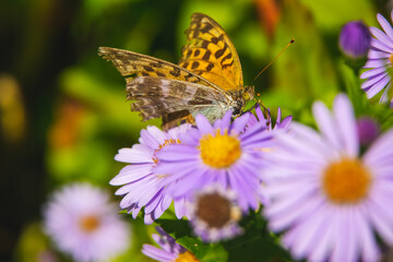 Obraz na płótnie Canvas Beautiful butterfly feeding on a bright pink flower closeup.
