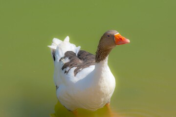 goose standing on a waterfront close up