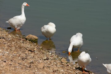 white geese on the shore of a lake