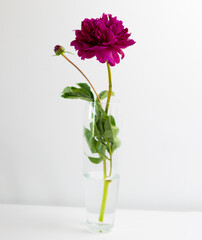 pink chrysuntem in a vase on a white background