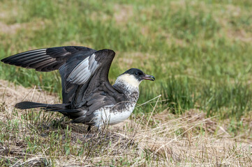 Pomarine Jaeger (Stercorarius pomarinus) in Barents Sea coastal area, Russia