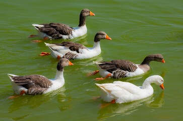 flock of geese in a lake