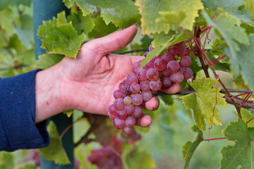 Woman's hands picking grapes on vine in vineyard