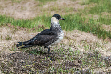 Pomarine Jaeger (Stercorarius pomarinus) in Barents Sea coastal area, Russia