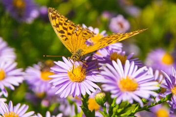 Beautiful butterfly feeding on a bright pink flower closeup.