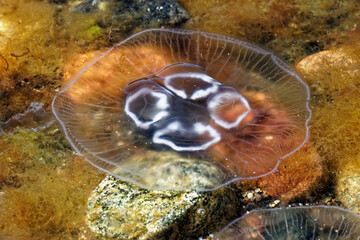 jellyfish