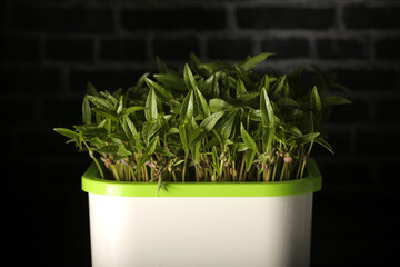 micro greens grow at home