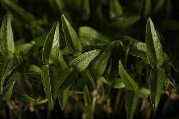 micro greens grow at home