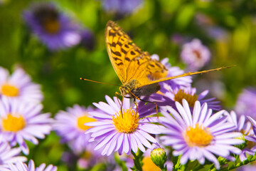 Beautiful butterfly feeding on a bright pink flower closeup.