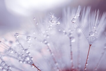 raindrops on the dandelion seed,  white background
