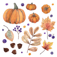 Watercolor elements of leaves and fruit. Pumpkin, berries, chestnuts and autumn leaves. Stickers, postcards, wallpapers, gift cards ...