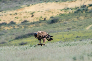 Steppe Eagle (Aquila nipalensis) feeds on carrion in Caucasus, Republic of Dagestan, Russia