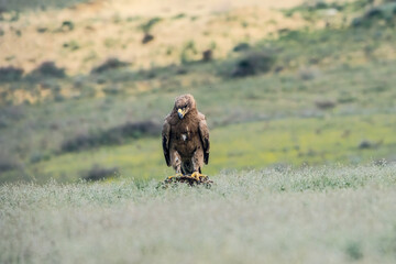 Steppe Eagle (Aquila nipalensis) feeds on carrion in Caucasus, Republic of Dagestan, Russia