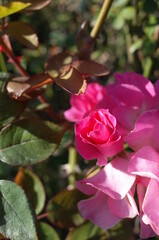 Pink and White Flower of Rose 'Sarasa' in Full Bloom
