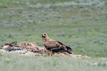 Steppe Eagle (Aquila nipalensis) feeds on carrion in Caucasus, Republic of Dagestan, Russia