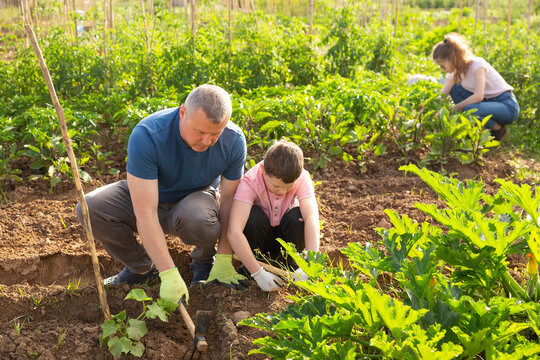 Friendly Family Working In Vegetable Garden In Summer, Son Helping Father