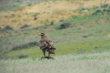 Steppe Eagle (Aquila nipalensis) feeds on carrion in Caucasus, Republic of Dagestan, Russia