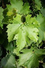 Grape Leaf Blister, disease caused by blister mites feeding on the under surface of leaves. Portrait orientation. Common Viticulture disease.