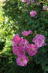 Light Pink Flower of Rose 'Satina' in Full Bloom
