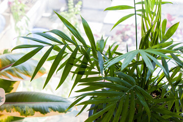 House plants background, green palm decor tree