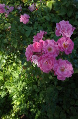 Light Pink Flower of Rose 'Satina' in Full Bloom
