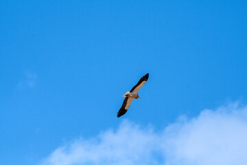 Egyptian Vulture (Neophron percnopterus) in Caucasus, Republic of Dagestan, Russia