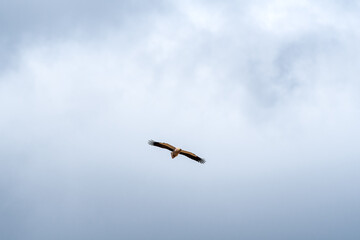 Egyptian Vulture (Neophron percnopterus) in Caucasus, Republic of Dagestan, Russia