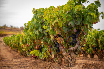Viñas, Cepas, uvas, racimos, hojas, colores, vendimia, vino, bodegas, tierra, 