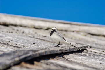 White Wagtail (Motacilla alba) in Barents Sea coastal area, Russia