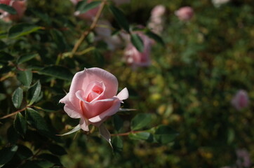 Light Pink Flower of Rose 'Sayokyoku' in Full Bloom
