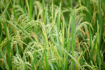 Close up of green paddy rice. Green ear of rice in paddy rice field under sunrise, Blur Paddy rice field in the morning background
