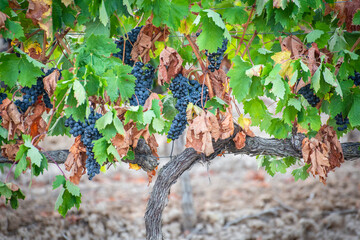 Viñas, Cepas, uvas, racimos, hojas, colores, vendimia, vino, bodegas, tierra, 