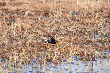 Ruff (Philomachus pugnax) in Barents Sea coastal area, Russia