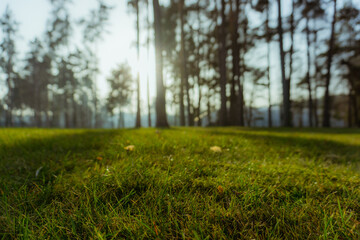 Morning sun rays and green grass with blured background