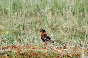 Ruff (Philomachus pugnax) in Barents Sea coastal area, Russia