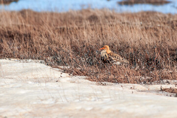 Ruff (Philomachus pugnax) in Barents Sea coastal area, Russia