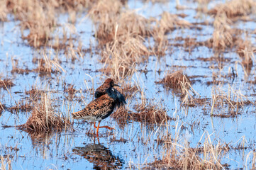 Ruff (Philomachus pugnax) in Barents Sea coastal area, Russia