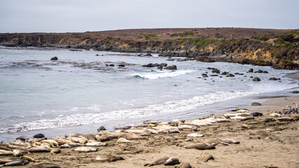 Sea lions at Elephant Seal Vista Point during summer season  , California , USA