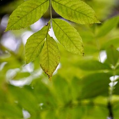 green tree leaves in the nature, summer season, green background
