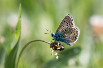 Common Blue butterfly sitting on a fading flower