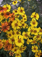 Helenium flower. Season autumn orange background cloudy