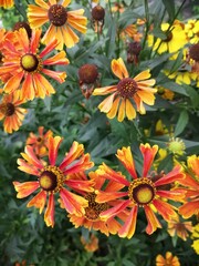 Helenium flower. Season autumn orange background cloudy