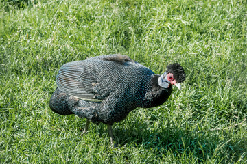 Eastern Crested Guineafowl (Guttera pucherani) in park