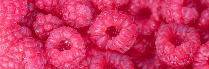 Closeup of ripe bright raspberries with many red berries. Long horizontal macro banner. Fresh sweet...
