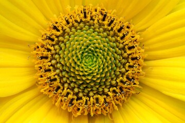  Marguerite yellow Daisy bloom with petals. Center of flower, closeup.