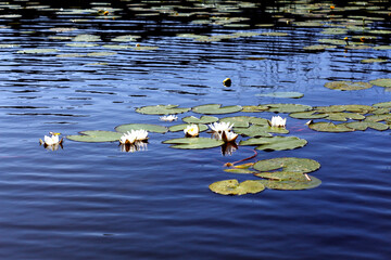 White water lilies on the calm blue water of the lake