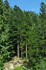 Fototapeta premium green trees on a mountainside in the rays of sunlight