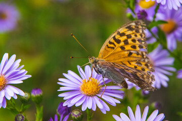 Beautiful butterfly feeding on a bright pink flower closeup.
