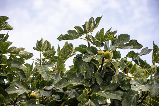 higos, higuera, recoger, degustar, comer, brevas, hojas